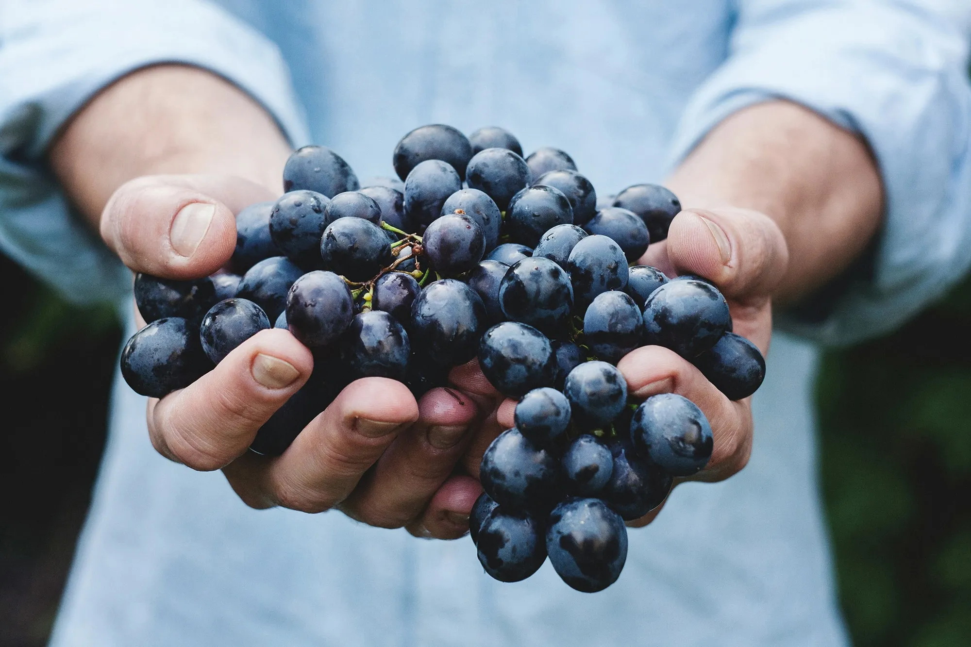 Projet Vitævino